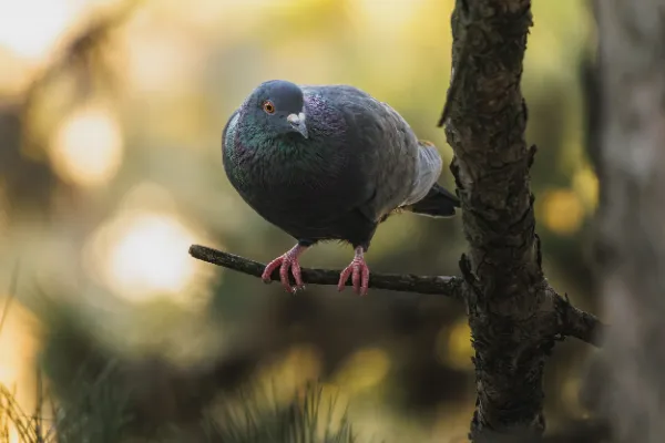 Rock pigeon iridescent neck crouching twig closeup