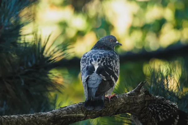 Rock pigeon perched pine branch side view bokeh