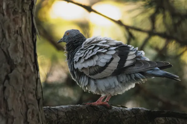 Rock pigeon puffed feathers pine branch golden hour