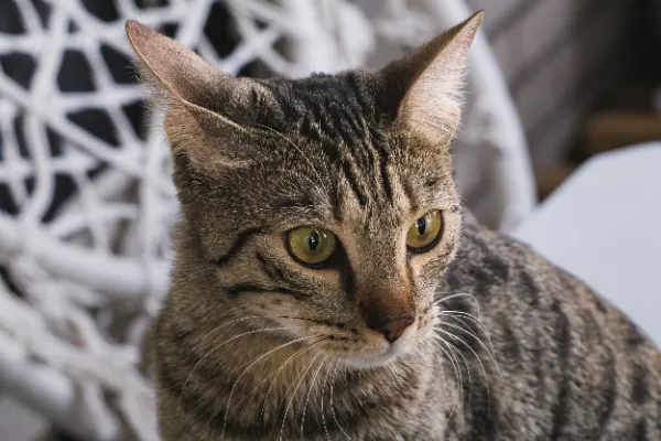 Tabby cat green eyes staring white wicker background