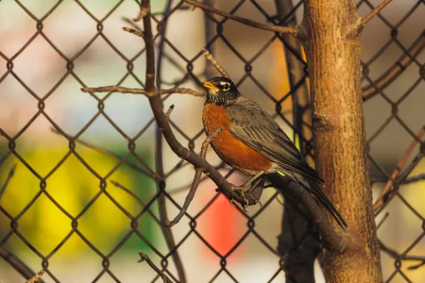 American robin perched branch chainlink fence closeup