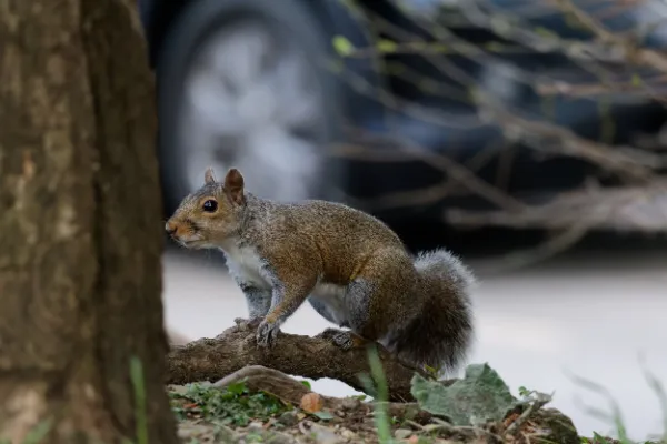 Grey squirrel alert on log car bokeh background