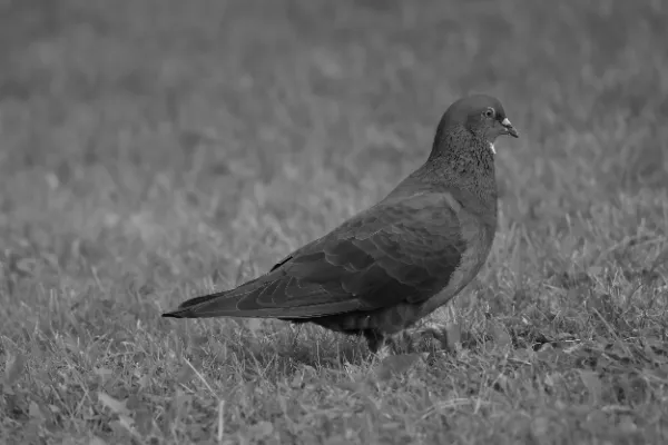 Pigeon walking grass side profile black and white