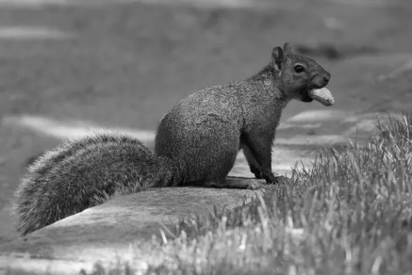 Squirrel nut in mouth sitting stone ledge black and white