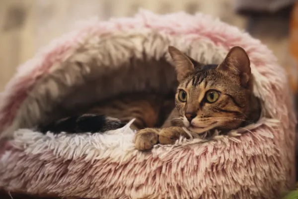 Tabby cat alert gaze lying in pink fluffy cat bed 01