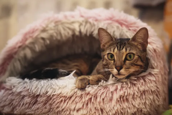 Tabby cat alert gaze lying in pink fluffy cat bed 02