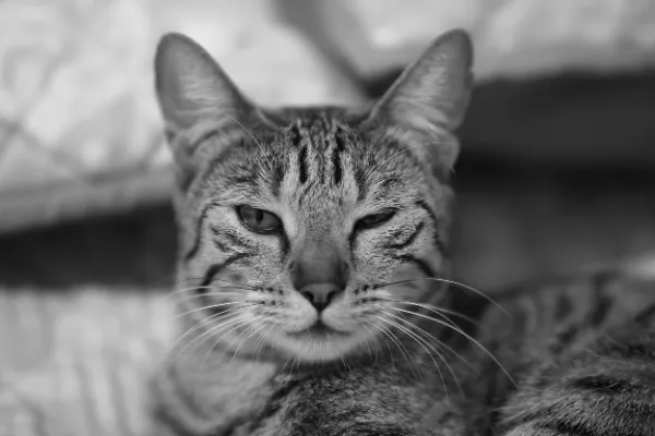 Tabby cat drowsy face forward resting black and white