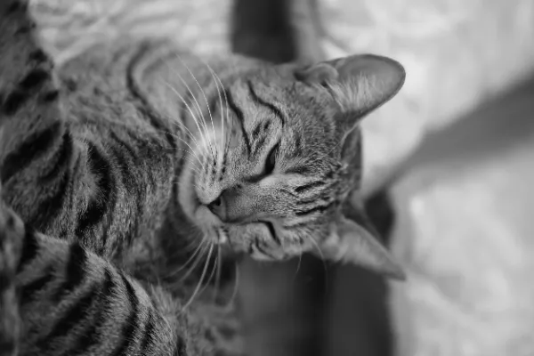 Tabby cat eyes half closed relaxed resting black and white