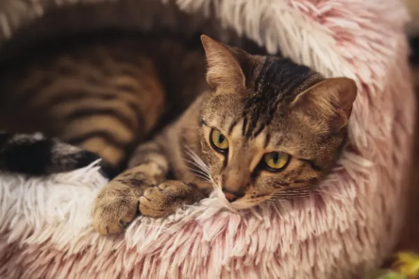 Tabby cat intense eyes chin on paws pink cat bed closeup
