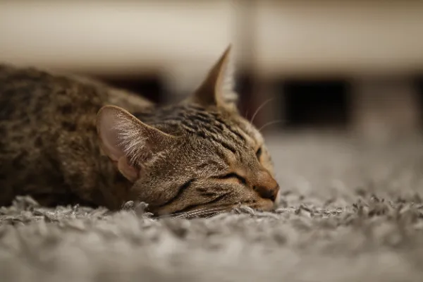 Tabby cat sleeping face down grey carpet closeup