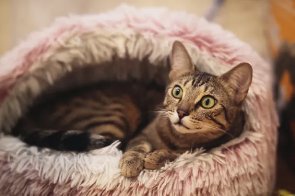 Tabby cat wide eyes looking up pink fluffy cat bed