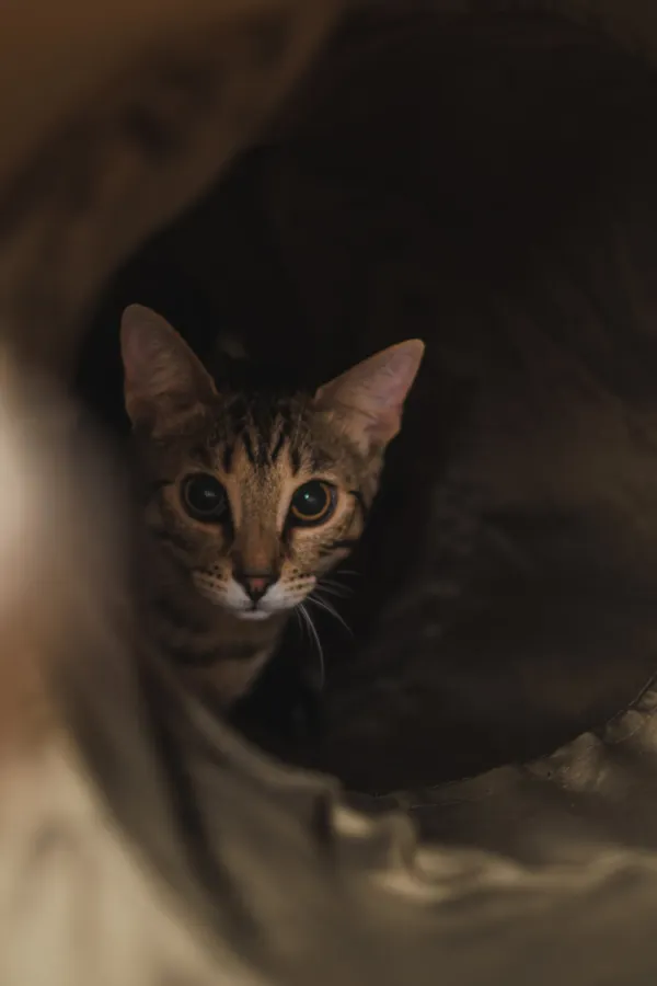 Tabby kitten peeking through dark tunnel toy big eyes
