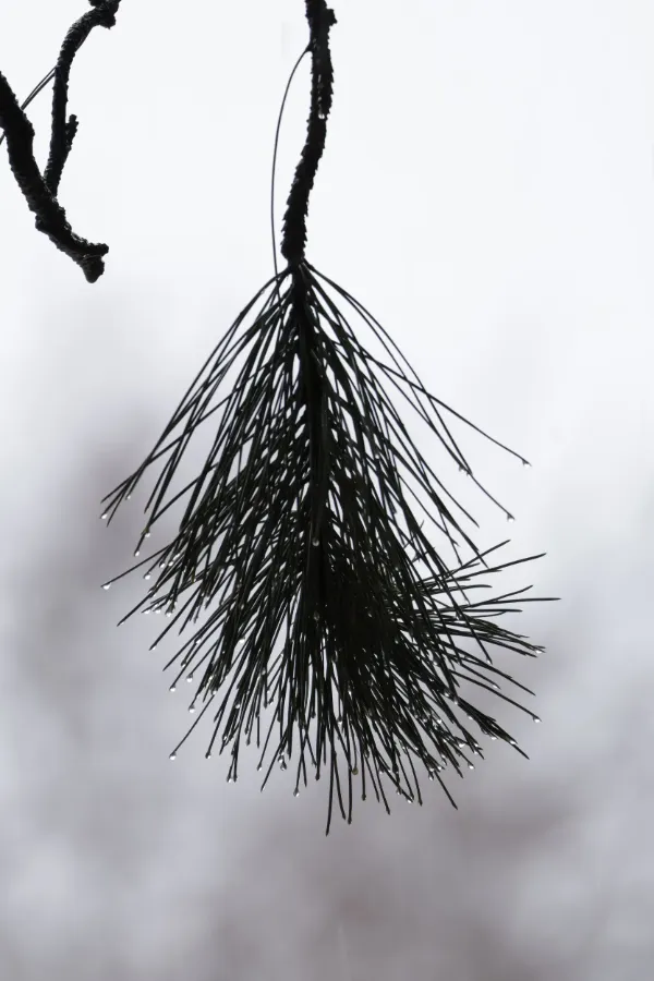 Pine needles raindrops hanging overcast closeup