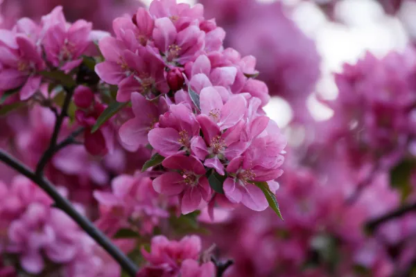 Pink crabapple blossoms closeup spring bokeh