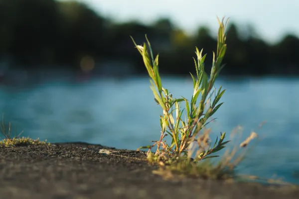 Small plant sprouting concrete ledge waterfront golden hour