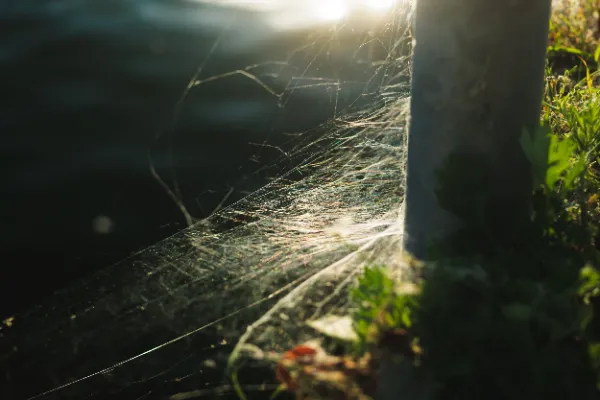 Spiderweb sunflare post ground level closeup